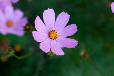 Kozmos bipinnatus, papatya familyasından Asteraceae familyasından çiçek açan bir bitki türü.