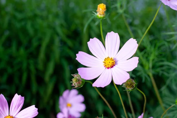 stock image Cosmos bipinnatus commonly called garden cosmos is a flowering herbaceous plant in the daisy family Asteraceae