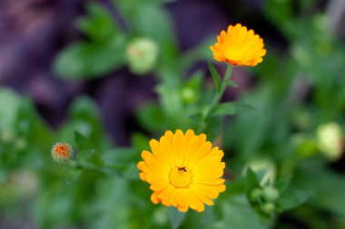 Calendula officinalis. Yeşil doğa, yaz arkaplanı ve seçici odak noktası olan bir çiçek. Calendula Tıbbi Tesis.