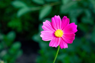 Kozmos bipinnatus, papatya familyasından Asteraceae familyasından çiçek açan bir bitki türü.