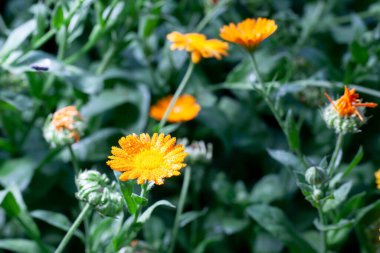 Calendula officinalis. Yeşil doğa yaz arka planında su damlaları olan takvim çiçeği, seçici bir odak. Calendula Tıbbi Tesis.