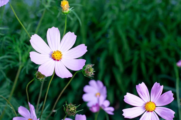 stock image Cosmos bipinnatus commonly called garden cosmos is a flowering herbaceous plant in the daisy family Asteraceae