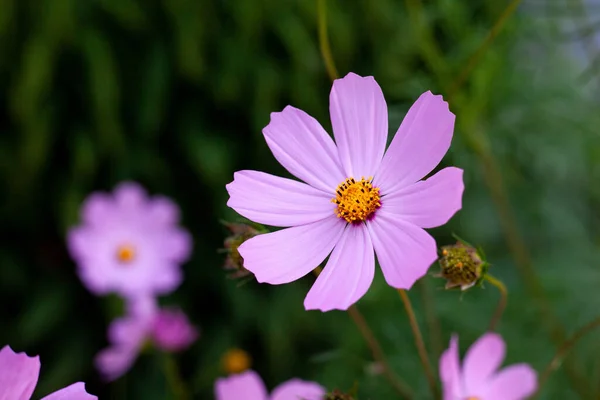 Cosmos Bipinnatus Commonly Called Garden Cosmos Flowering Herbaceous Plant Daisy — Stock Photo, Image