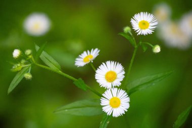 Erigeron Annuus olarak bilinen yıllık pire, papatya pire, ya da papatya pire.