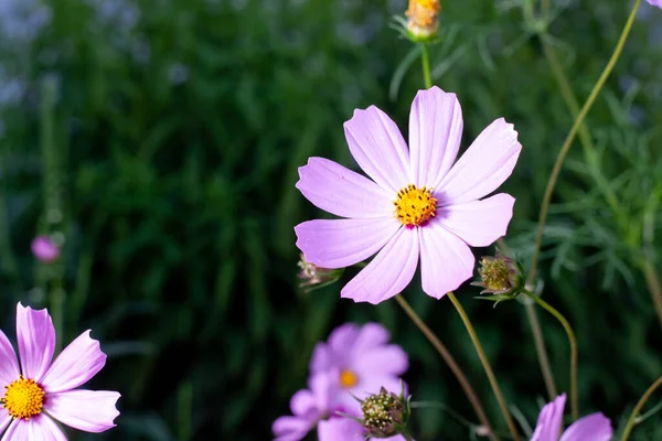 Kozmos bipinnatus, papatya familyasından Asteraceae familyasından çiçek açan bir bitki türü..