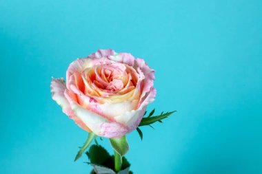 Fiesta rose. Marble rose. Background of pink orange and peach rose.