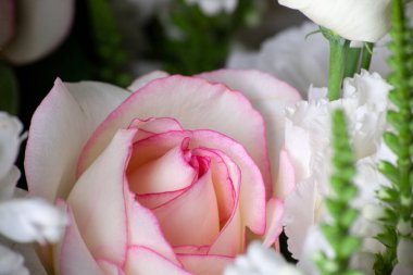 Tender Rose flower in bouquet close up. Background of white and pink roses