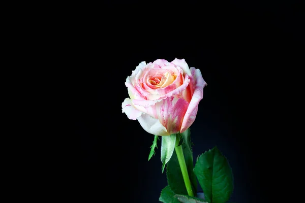 Fiesta rose. Marble rose. rose on black background