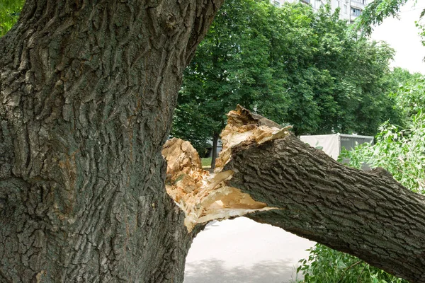 Broken tree trunk after thunderstorm hurricane in the park. Wind broke the tree.