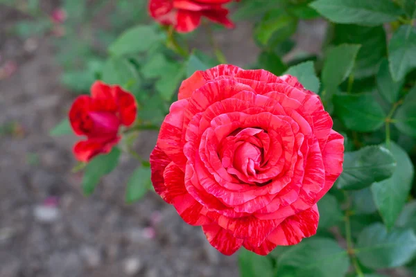Fiesta rose. Marble rose. Red rose bush.