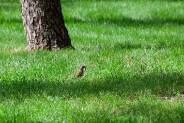 Turdus pilaris. Fieldfare, beslenmek için bir solucan çıkarır. Çırpılmış kuş, toprak solucanını gagasında tutuyor
