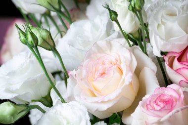 Tender Rose flower in bouquet close up. Background of white roses