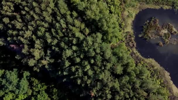 Voando Sobre Uma Floresta Pântano Vasto Pinho Verde Exuberante Tampos — Vídeo de Stock