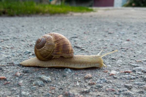 Closeup View Big Brown Snail Walking Slowly Outdoor Garden — Stock Photo, Image