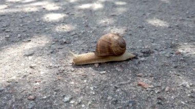 Bahçede yavaşça yürüyen büyük kahverengi salyangozun yakın görüntüsü