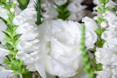 Tender Rose flower in bouquet close up. Background of white roses