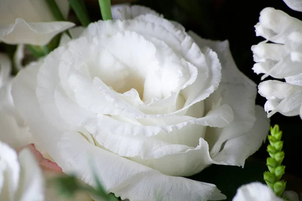 Tender Rose Flower Bouquet Close Background White Roses — Stockfoto