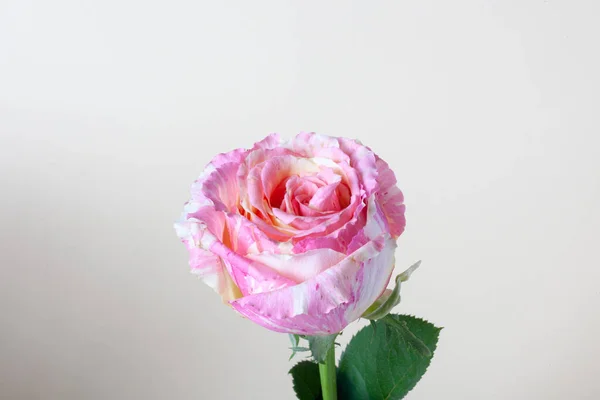 Fiesta rose. Marble rose. Background of pink orange and peach rose.