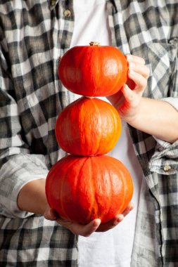 Olgun balkabakları çiftçilerin elinde. Balkabaklı çiftçi