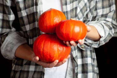 Olgun balkabakları çiftçilerin elinde. Balkabaklı çiftçi