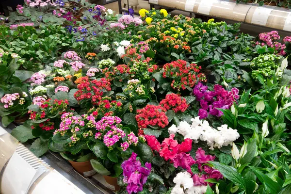 Bir süpermarkette müşteriler için canlı çiçekler sergileniyor