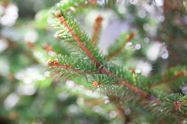 İğne ve tomurcuklu yeşil bir çam dalına yakın plan, bulanık bir bokeh arka plan