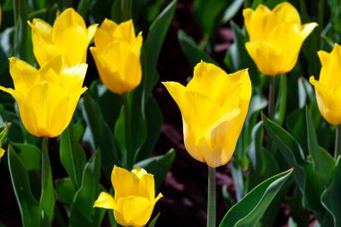 İlkbaharda açan altın sarısı laleler, doğanın mevsimsel güzelliğinin canlı bir gösterisini yaratıyor.
