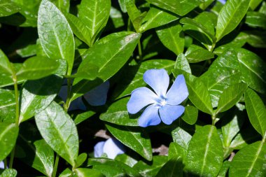 Doğanın basitliğinin güzelliğini vurgulayan yemyeşil yaprakların ortasında tek bir mavi çiçek.