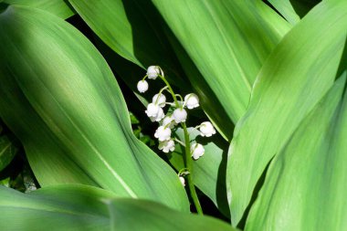 Close-up of lily of the valley flowers amidst lush green leaves, showcasing delicate springtime blooms clipart