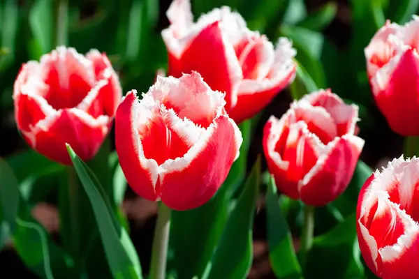 Bahçede açan canlı kırmızı ve beyaz laleler bahar güzelliğinin özünü yakalıyor.