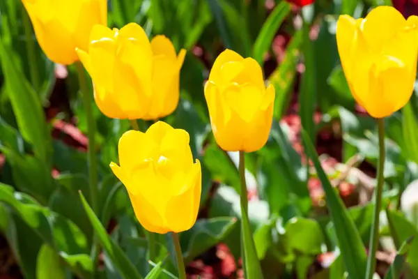 Parlak sarı laleler çiçek açmış, canlı bir bahçede baharın güzelliğini sergiliyorlar.