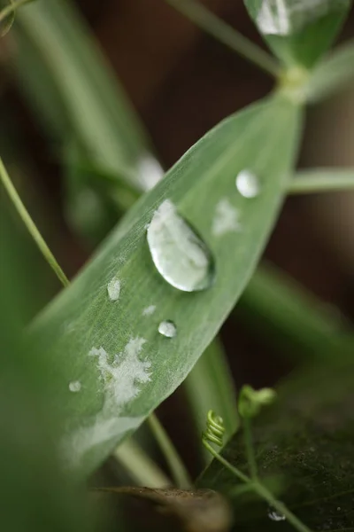 Зимові Краплі Дощу Траві Листя Фон Крупним Планом Дослідження Природи — стокове фото