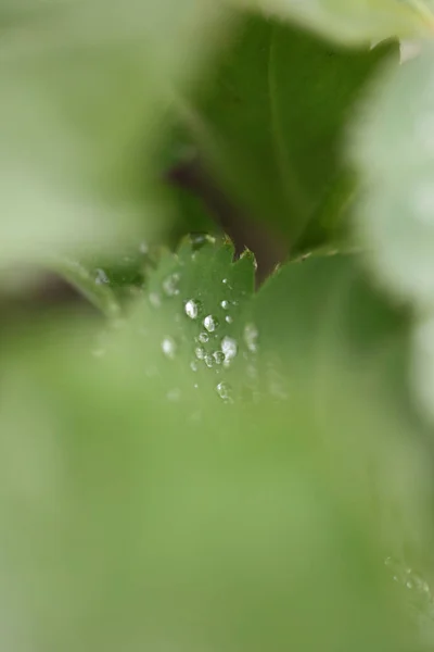 Zimowy Deszcz Krople Trawie Liście Tło Zbliżenie Natura Eksploracja Duży — Zdjęcie stockowe