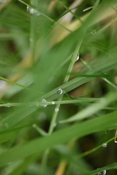 草叶背景中的冬季雨滴与大自然的近距离探索大号高质量的印刷品 — 图库照片