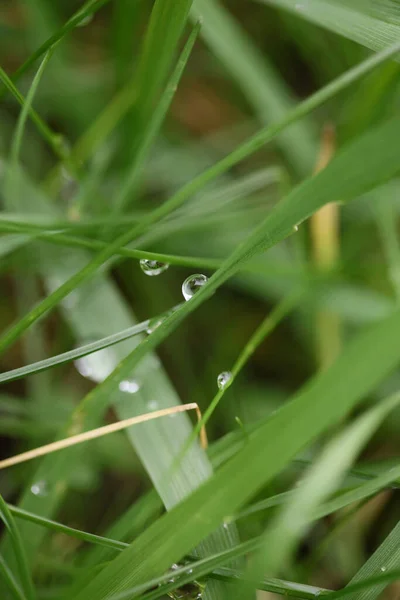 草叶背景中的冬季雨滴与大自然的近距离探索大号高质量的印刷品 — 图库照片
