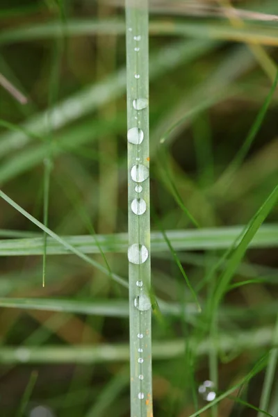 Winter Rain Droplets Grass Leaves Background Close Nature Exploration Big — Stock Photo, Image