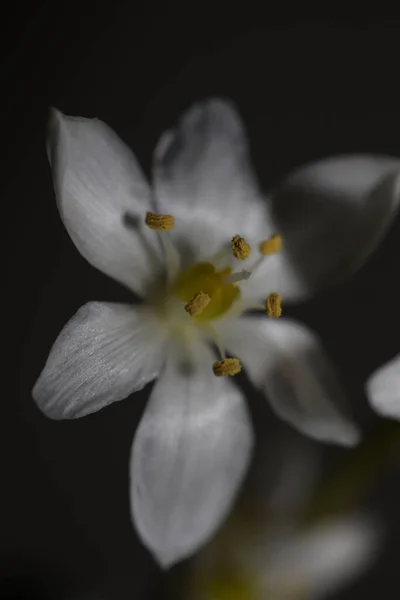 White star flower blossoming close up botanical background ornithogalum family asparagaceae big size high quality prints