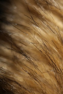 Artificial brown winter jacket hairs close up background stock photography high quality big size prints