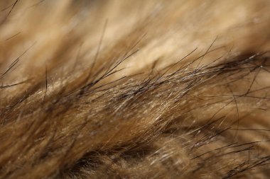 Artificial brown winter jacket hairs close up background stock photography high quality big size prints