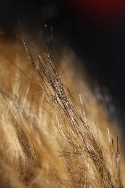 Artificial brown winter jacket hairs close up background stock photography high quality big size prints