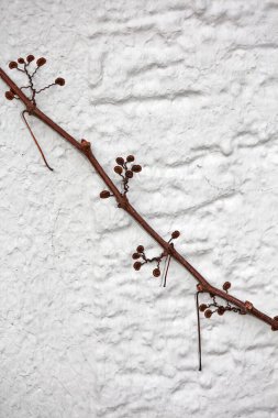 Close up view of small flower climbing on the old white wall of old building botanical background big size high quality instant print