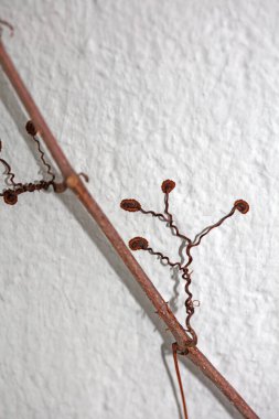 Close up view of small flower climbing on the old white wall of old building botanical background big size high quality instant print