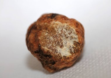 White truffle mushroom close up background botanical prints tuber magnatum family tuberaceae big size high quality pictures