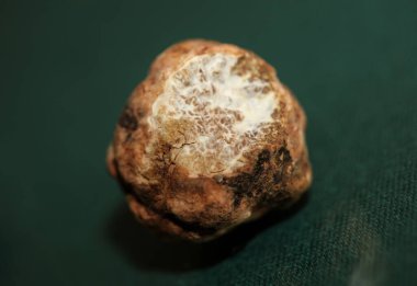 White truffle mushroom close up background botanical prints tuber magnatum family tuberaceae big size high quality pictures