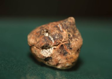 White truffle mushroom close up background botanical prints tuber magnatum family tuberaceae big size high quality pictures