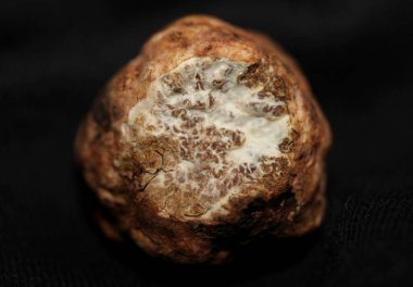 White truffle mushroom close up background botanical prints tuber magnatum family tuberaceae big size high quality pictures