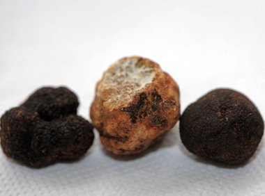 White and black truffles mushroom close up background botanical prints tuber magnatum aestivum family tuberaceae big size high quality pictures