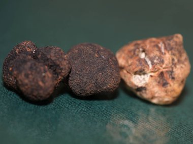 White and black truffles mushroom close up background botanical prints tuber magnatum aestivum family tuberaceae big size high quality pictures