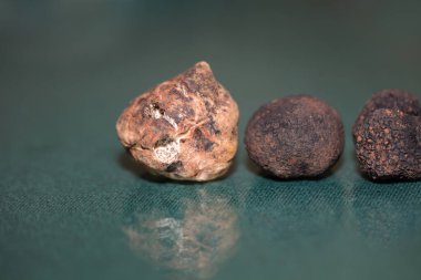 White and black truffles mushroom close up background botanical prints tuber magnatum aestivum family tuberaceae big size high quality pictures