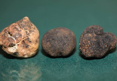 White and black truffles mushroom close up background botanical prints tuber magnatum aestivum family tuberaceae big size high quality pictures